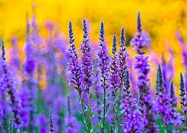 《凯恩的遗产1+2复刻版》预告片展示重制boss模型